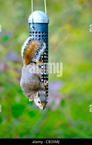 Eichhörnchen Tier Essen Essen essbar Baum Bäume Wald Herbst geschickte flink Klettern Vancouver BC Kanada Stockfoto
