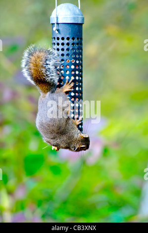 Eichhörnchen Tier Essen Essen essbar Baum Bäume Wald Herbst geschickte flink Klettern Vancouver BC Kanada Stockfoto