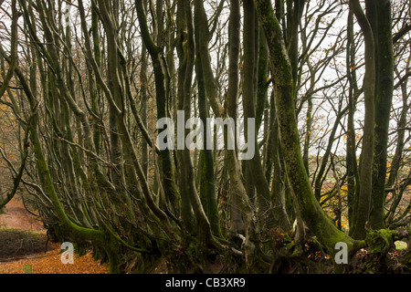 Alte Buche Bäume entlang der Macmillan Way West-Wanderweg Great Hill/Triscombe Stein, Quantocks, Somerset. Stockfoto