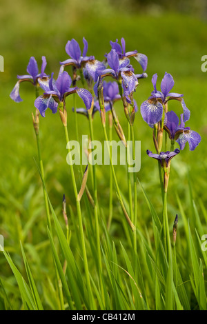 violette Iris am Stamm auf grünem Hintergrund Stockfoto