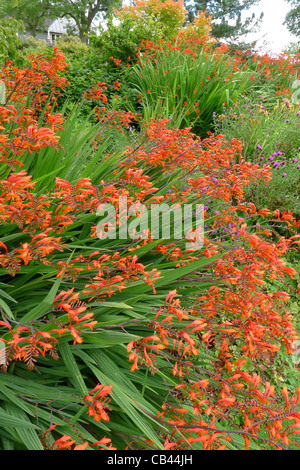 Große Klumpen von Crocosmia in RHS Harlow Carr Botanischer Garten Stockfoto