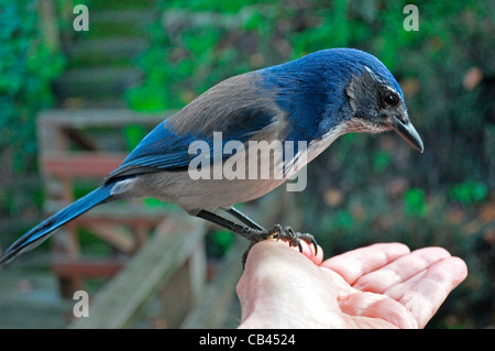 Vogel im photographer'shand, Erdnüsse, ein Peeling Eichelhäher, Aphelocoma Coerulescens auf Hinterhof Sonnendeck Fütterung. San Francisco, Califor Stockfoto