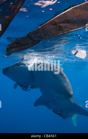 Zwei Walhaie, Rhincodon Typus, unter einer Fischerei-Plattform, diese Haifische sind Freunde mit den Fischern, die Hand füttern Stockfoto