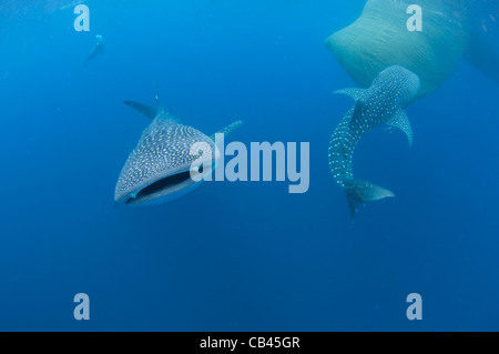 Walhai Rhincodon Typus, unter einer Fischerei-Plattform diese Haifische sind Freunde mit den Fischern, die Hand am Cendra füttern Stockfoto