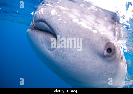 Walhai Rhincodon Typus, unter einer Fischerei-Plattform diese Haifische sind Freunde mit den Fischern, die Hand füttern Stockfoto