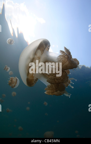 Sonnenstrahlen beleuchten eine Qualle, Mastigias SP., Jellyfish Lake, Pazifik Insel Kakaban, Kalimantan, Borneo, Indonesien Stockfoto