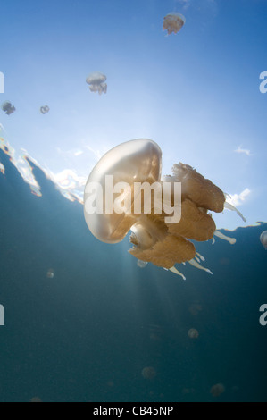 Sonnenstrahlen beleuchten eine Qualle, Mastigias SP., Jellyfish Lake, Pazifik Insel Kakaban, Kalimantan, Borneo, Indonesien Stockfoto