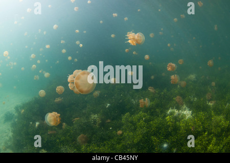 Stachellose Quallen in der Wassersäule und auf der Unterseite, Mastigias SP., Jellyfish Lake, Kakaban Insel Kalimantan Borneo Stockfoto