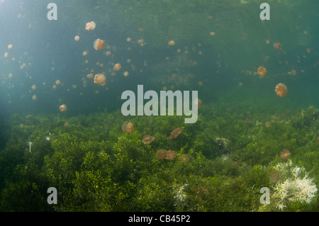 Stachellose Quallen in der Wassersäule und auf der Unterseite, Mastigias SP., Jellyfish Lake, Kakaban Insel Kalimantan Borneo Stockfoto