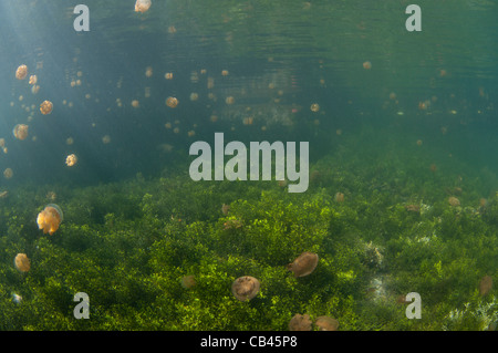 Stachellose Quallen in der Wassersäule und auf der Unterseite, Mastigias SP., Jellyfish Lake, Kakaban Insel Kalimantan Borneo Stockfoto