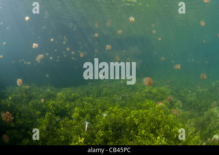 Stachellose Quallen in der Wassersäule und auf der Unterseite, Mastigias SP., Jellyfish Lake, Kakaban Insel Kalimantan Borneo Stockfoto