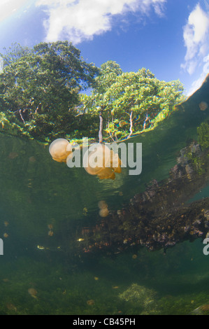 Stachellose Quallen in der Wassersäule und auf der Unterseite, Mastigias SP., Jellyfish Lake, Kakaban Insel Kalimantan Borneo Stockfoto