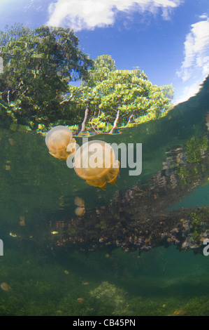 Stachellose Quallen in der Wassersäule und auf der Unterseite, Mastigias SP., Jellyfish Lake, Kakaban Insel Kalimantan Borneo Stockfoto