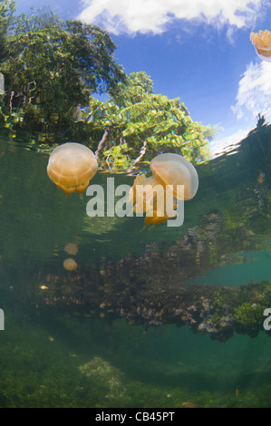 Stachellose Quallen in der Wassersäule und auf der Unterseite, Mastigias SP., Jellyfish Lake, Kakaban Insel Kalimantan Borneo Stockfoto