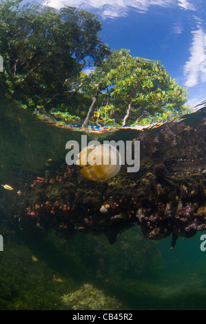 Stachellose Quallen in der Wassersäule und auf der Unterseite, Mastigias SP., Jellyfish Lake, Kakaban Insel Kalimantan Borneo Stockfoto