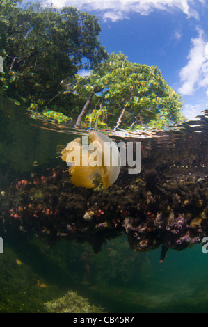 Stachellose Quallen in der Wassersäule und auf der Unterseite, Mastigias SP., Jellyfish Lake, Kakaban Insel Kalimantan Borneo Stockfoto