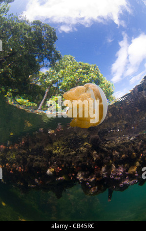 Stachellose Quallen in der Wassersäule und auf der Unterseite, Mastigias SP., Jellyfish Lake, Kakaban Insel Kalimantan Borneo Stockfoto