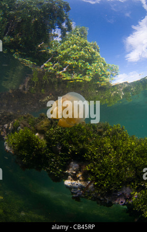 Stachellose Quallen in der Wassersäule und auf der Unterseite, Mastigias SP., Jellyfish Lake, Kakaban Insel Kalimantan Borneo Stockfoto