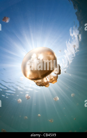 Sonnenstrahlen beleuchten eine Qualle, Mastigias SP., Jellyfish Lake, Pazifik Insel Kakaban, Kalimantan, Borneo, Indonesien Stockfoto