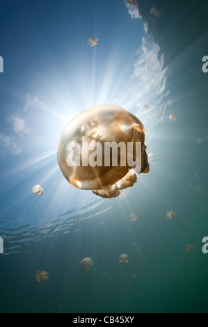 Sonnenstrahlen beleuchten eine Qualle, Mastigias SP., Jellyfish Lake, Pazifik Insel Kakaban, Kalimantan, Borneo, Indonesien Stockfoto