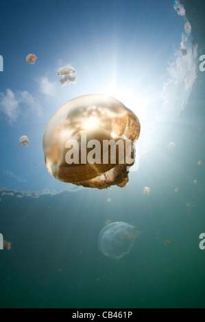 Sonnenstrahlen beleuchten eine Qualle, Mastigias SP., Jellyfish Lake, Pazifik Insel Kakaban, Kalimantan, Borneo, Indonesien Stockfoto