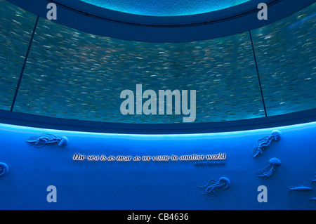 Die herrlichen offenen Meer-Ausstellung im Monterey Bay Aquarium. Stockfoto