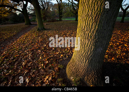 Boden, bedeckt mit herbstlichen Blättern, Hampstead Heath, Camden, London, England, UK Stockfoto