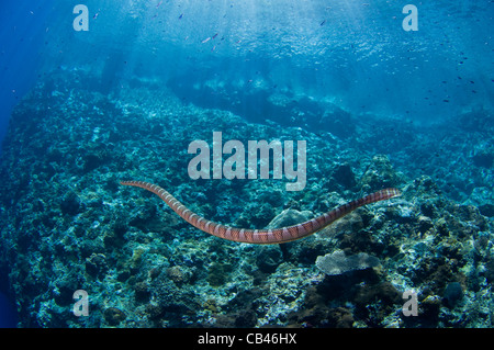 Chinesische Seasnake, Laticauda Semifasciata, Gunung Api oder Snake Island, Bandasee, Nusa Tengarra, Ostindonesien, Pazifik Stockfoto