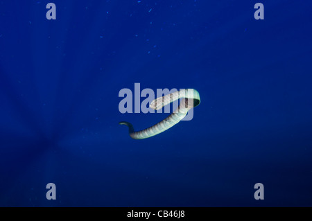 Chinesische Seasnake, Laticauda Semifasciata, Gunung Api oder Snake Island, Bandasee, Nusa Tengarra, Ostindonesien, Pazifik Stockfoto