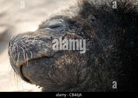 Südamerikanischen Seelöwen Stockfoto