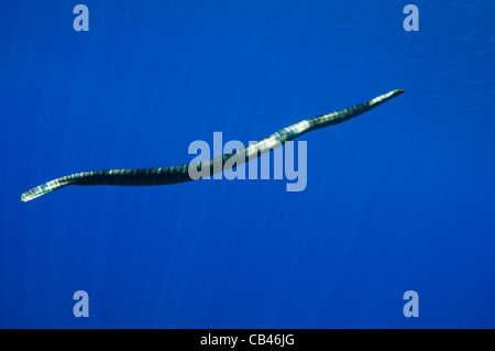 Chinesische Seasnake, Laticauda Semifasciata, Gunung Api oder Snake Island, Bandasee, Nusa Tengarra, Ostindonesien, Pazifik Stockfoto