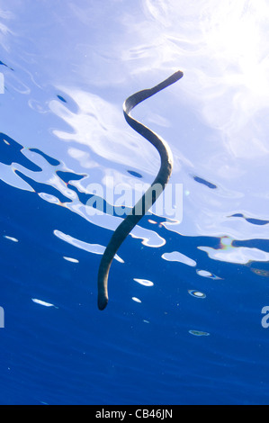 Chinesische Seasnake, Laticauda Semifasciata, Gunung Api oder Snake Island, Bandasee, Nusa Tengarra, Ostindonesien, Pazifik Stockfoto