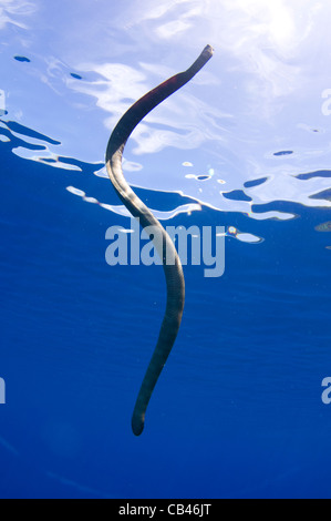 Chinesische Seasnake, Laticauda Semifasciata, Gunung Api oder Snake Island, Bandasee, Nusa Tengarra, Ostindonesien, Pazifik Stockfoto