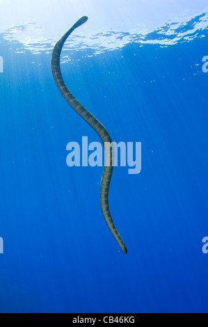 Chinesische Seasnake, Laticauda Semifasciata, Gunung Api oder Snake Island, Bandasee, Nusa Tengarra, Ostindonesien, Pazifik Stockfoto