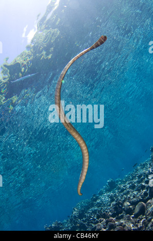 Chinesische Seasnake, Laticauda Semifasciata, Gunung Api oder Snake Island, Bandasee, Nusa Tengarra, Ostindonesien, Pazifik Stockfoto