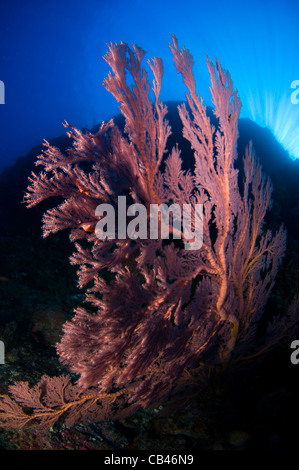 Rote Gorgonien Seafan auf eine Steilwand, Gorgonacea SP., Pulau Penyu oder Turtle Island, Bandasee, Ostindonesien, Moluccus, indisch Stockfoto