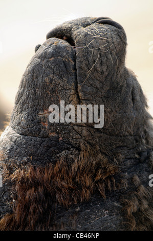 Südamerikanischen Seelöwen Stockfoto