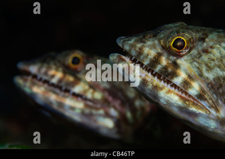 Paar Eidechsenfische, Saurida SP., Banda Neira, Bandasee, Ostindonesien, Pazifik Stockfoto