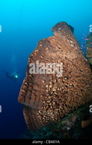 Ein Elefanten-Ohr-Schwamm Zwerge einen Ferne Taucher, Nusa Laut, Bandasee, Moluccus, Indonesien, Pazifik Stockfoto