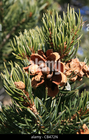 Pinyon Tannenzapfen auf Baum mit Pinyon-Muttern Stockfoto