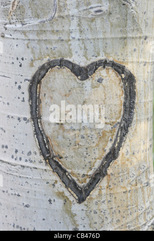 leeres Herz in Espe Rinde an einem Baumstamm geschnitzt Stockfoto