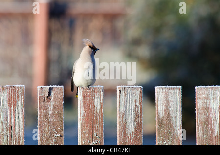 Nahaufnahme von der Seidenschwanz sitzt auf einem Zaun im Herbst Garten Stockfoto