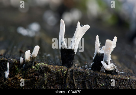 Kerze-Schnupftabak Pilz Xylaria Hypoxylon im großen Holz; Pflanzenwelt Reserve an Ranscombe Bauernhof, Kent. Stockfoto