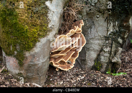 Riesige Polypore Pilz Meripilus Giganteus auf einer Buche Stockfoto