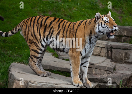 Sibirischer oder Amur-Tiger (Panthera Tigris Altaica). Größte von allen Unterarten. Stockfoto