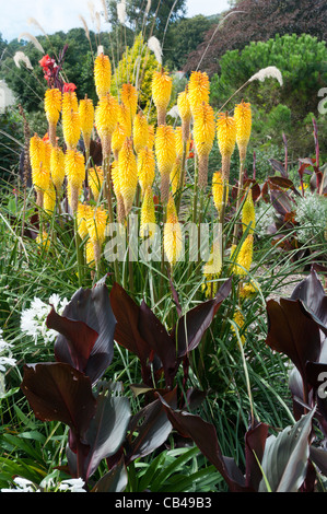 Kniphofia Uvaria, Red Hot Poker Stockfoto