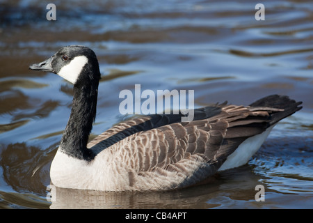 Kanadagans (Branta Canadensis). Schwimmen auf dem Fluss Thet, Thetford, Norfolk. VEREINIGTES KÖNIGREICH. Stockfoto