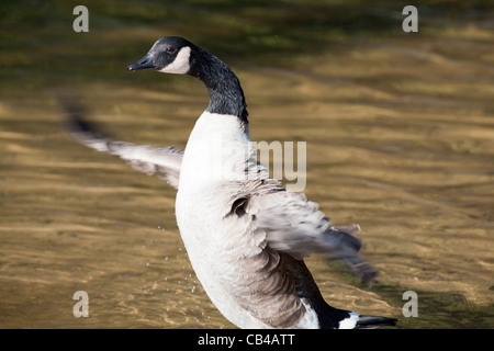 Kanadagans (Branta Canadensis). Flügel flattern über Wasser. Fluß Thet, Thetford, Norfolk. VEREINIGTES KÖNIGREICH. Stockfoto