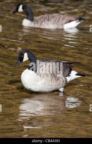 Kanadagans (Branta Canadensis). Vogel auf Sandbank im flachen Wasser im Vordergrund stehen. Fluß Thet, Thetford, Norfolk. VEREINIGTES KÖNIGREICH. Stockfoto