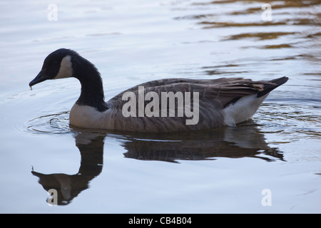 Kanadagans (Branta Canadensis). In der Nähe von Silhouette. Fluß Thet, Thetford, Norfolk. VEREINIGTES KÖNIGREICH. Stockfoto